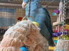 Stunning Young Parrotlets
