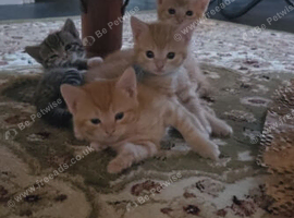 Mixed Litter 3 Ginger Boys, 2 Brown Stripey Girls
