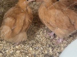 Stunning 3 week old buff orpingtons unsexed beautiful parents
