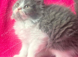 Kittens female ready now