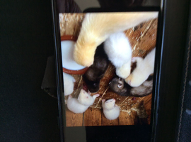 Ferret kits