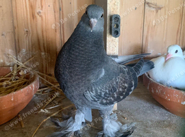 Beautiful young pigeons