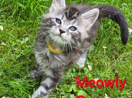 Maine Coon kittens for sale