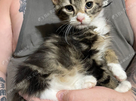 4 kittens for sale