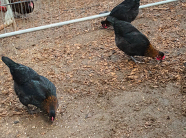 Olive egger hens