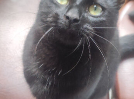 Bombay cat
