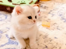 Beautiful fluffy Golden and Silver pointed British Shorthair Chinchilla kittens