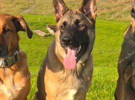 Male Belgian Malinois for sale