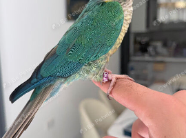Tame and Friendly Turquoise Conure Male