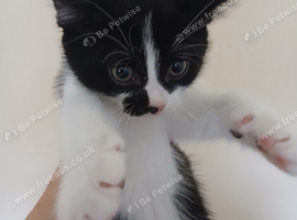 3 kittens