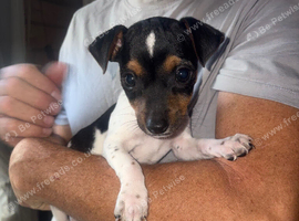 Jack Russell puppy's for sale