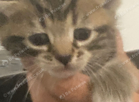 3 beautiful kittens available to view
