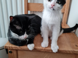 Mixed breed Persians