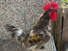 Egg Laying Hens And Roosters For Sale