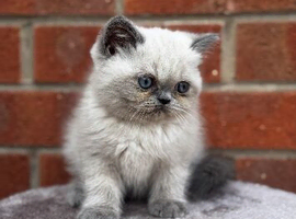 exotic persians