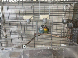 Baby 3 month old love bird pair