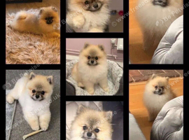 Pomeranian puppies KC registered