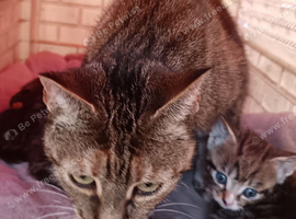 Beautiful kittens for sale