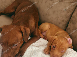 Patterdale terrier pups for sale 3 male 1 female available
