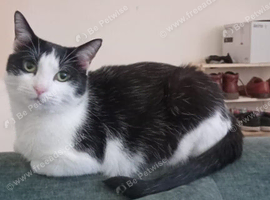 Lovely gentle girl cat for rehome