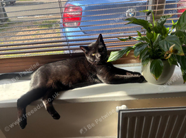 Jasper & Junie - looking for their forever home together