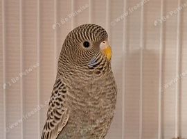 Beautiful blackface budgies