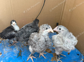 4 baby chicks