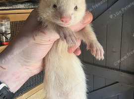 Ferret Kits