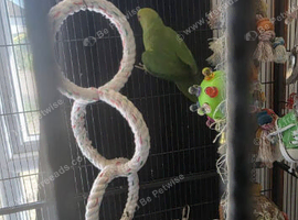 Female green Indian ringneck