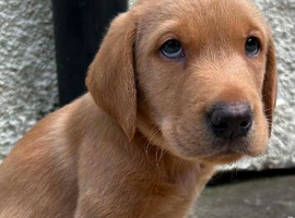 KC Red fox Labrador puppies