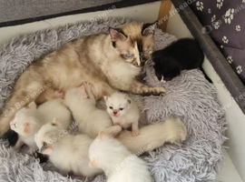 Mix kitten female