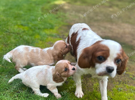 Cavalier King Charles puppies