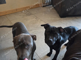 Staffies