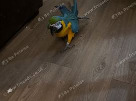 Tame female