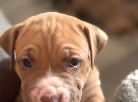 Stunning American bulldog staffy puppies