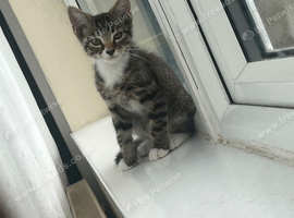 Cute fluffy kittens