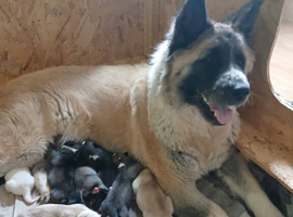 5 ADORABLE HUSKITA PUPPIES FOR SALE