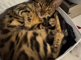 bengal female