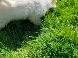 Maltese for sale 4 month old