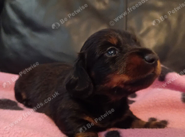 2 baby male minature sauasge dogs