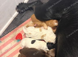 3 remaining  from this beautiful litter