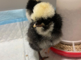Stunning Bantam Polish Chicks