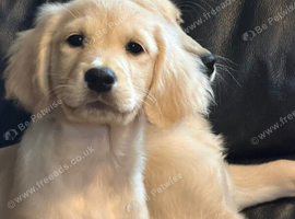 KC registered golden retriever puppies