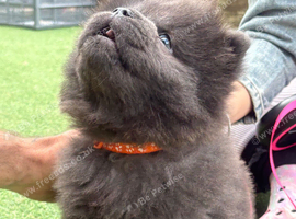 Chow pups ready now papers to hand !!
