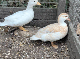 Breeding pair of call ducks
