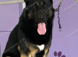 Kc reg proven big boned gsd