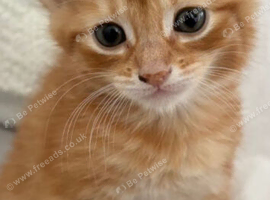 GINGER MALE OR TABBY MALE KITTEN