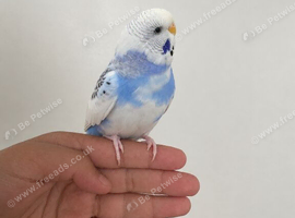 3 Exotic Reared & Tame Budgies