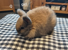 Mini lop bunnies ready 21st November