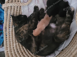 Beautiful kittens